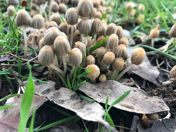 Saving the world, one mushroom at a time