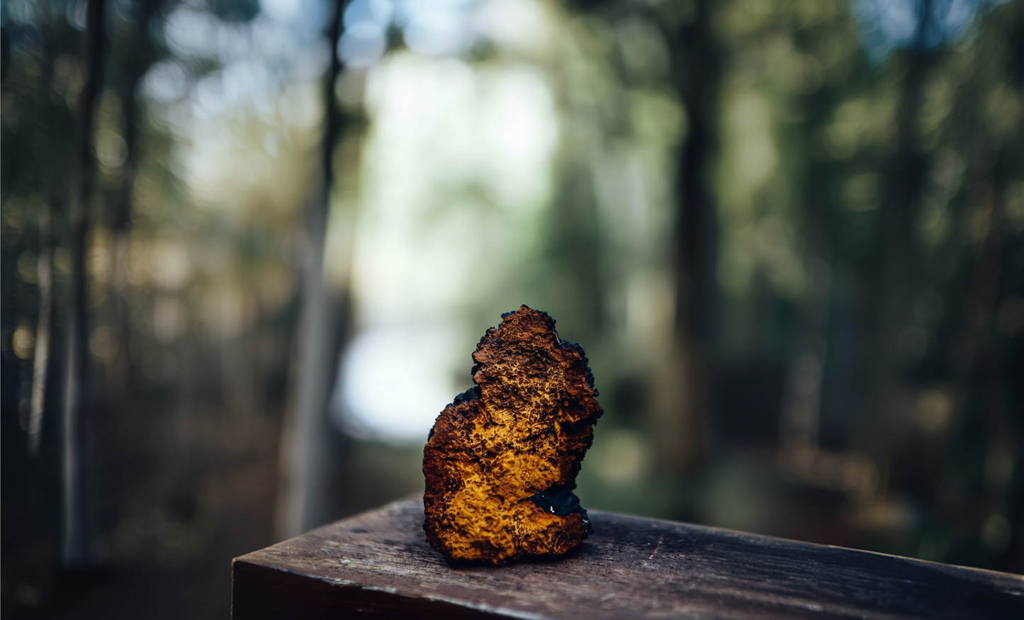 Chaga Mushroom Benefits: Everything you Need to Know About This Antioxidant-Rich Functional Mushroom
