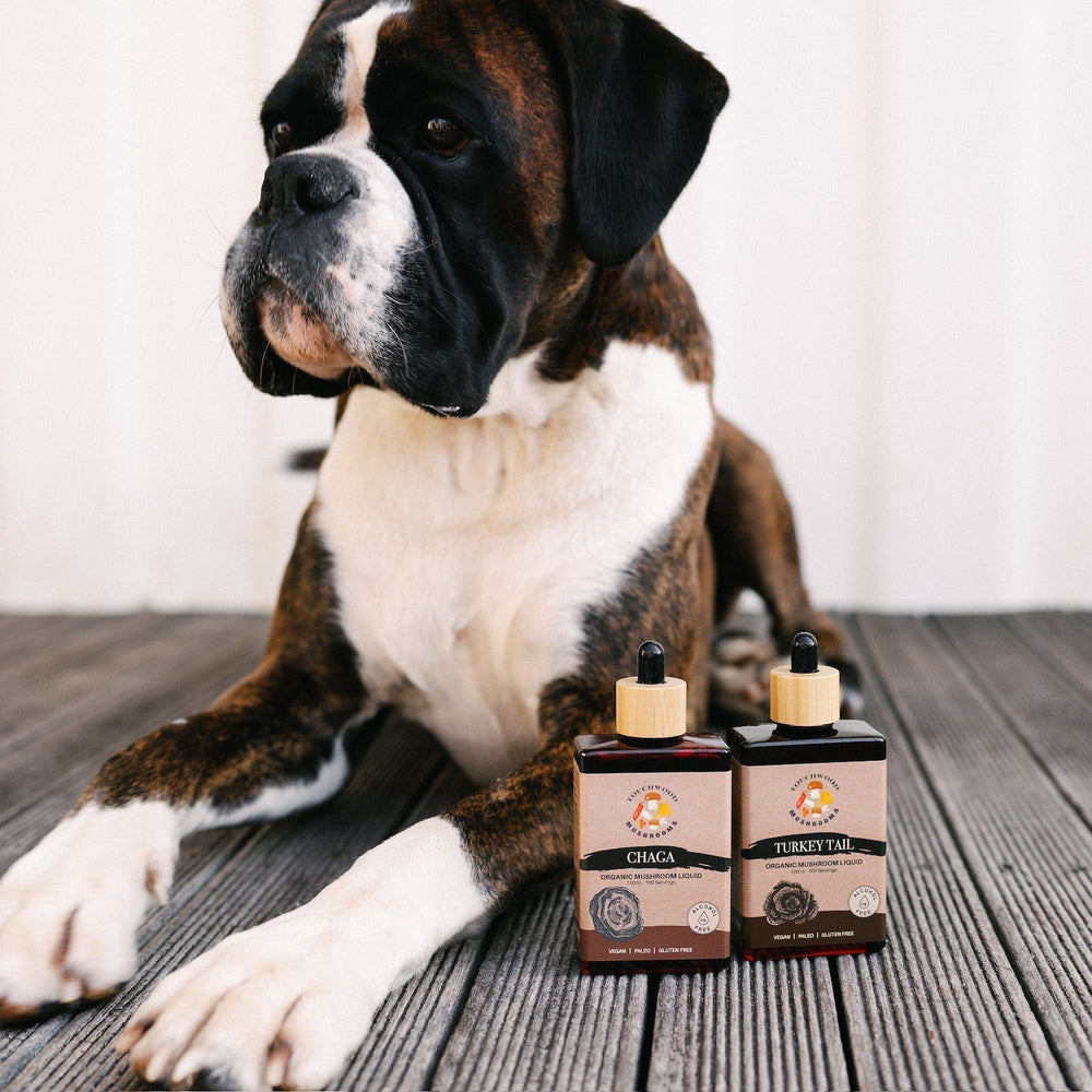 Complete Guide to Functional Mushrooms for Australian Pets