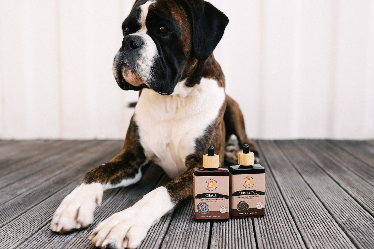 Complete Guide to Functional Mushrooms for Australian Pets