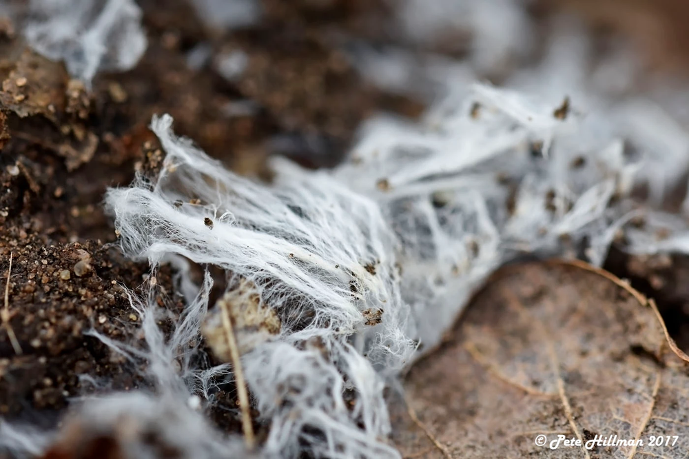 The Great Mycelium Debate