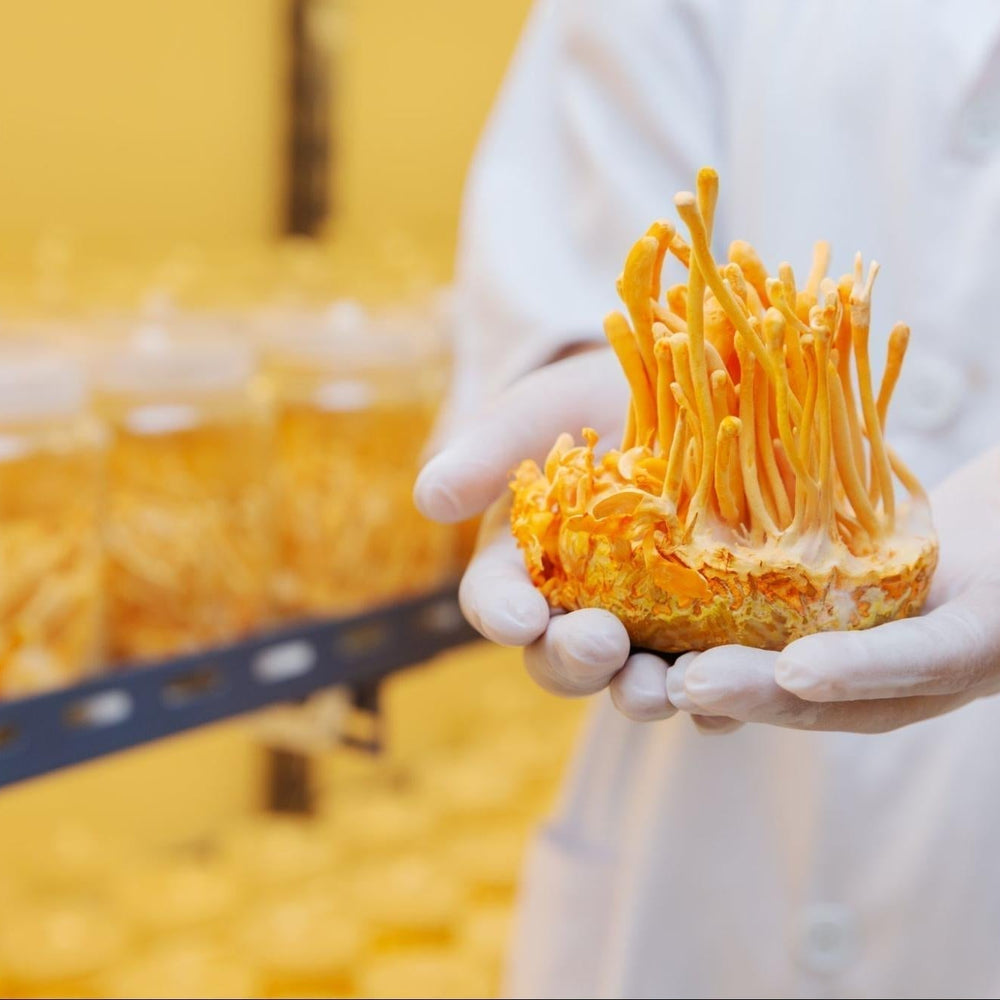 Cordyceps Mushroom in Australia: Your Complete Guide to Nature's Energy Supporter