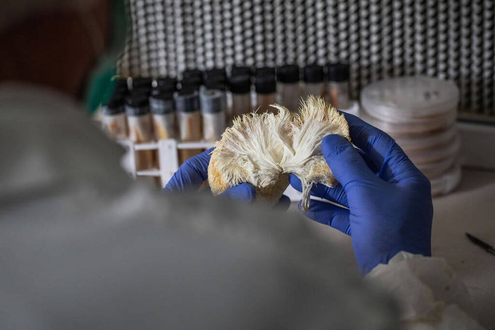 What to know about Lion’s Mane for better focus, productivity and brain health