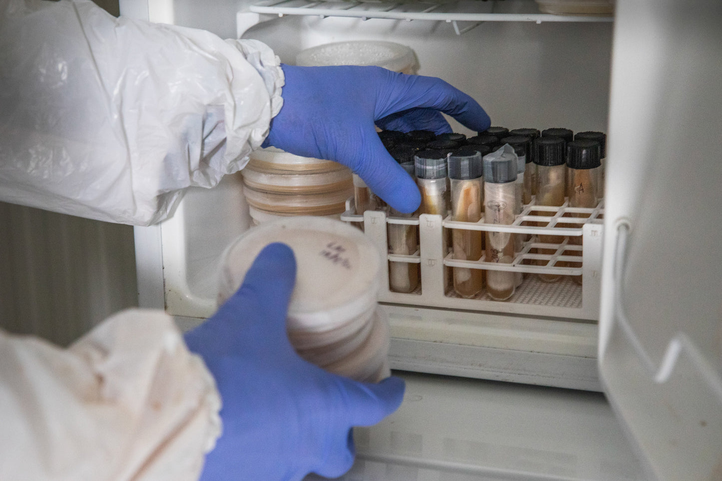 Mycologist getting mushroom products from lab fridge