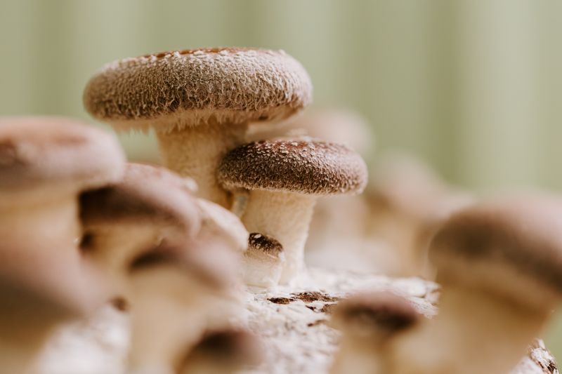 Shiitake mushroom benefits: immune support, energy and everyday health