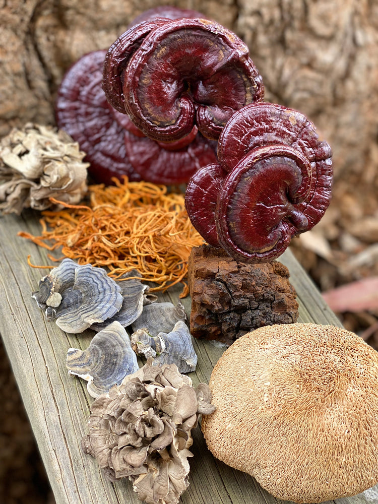 a selection of different types of mushrooms