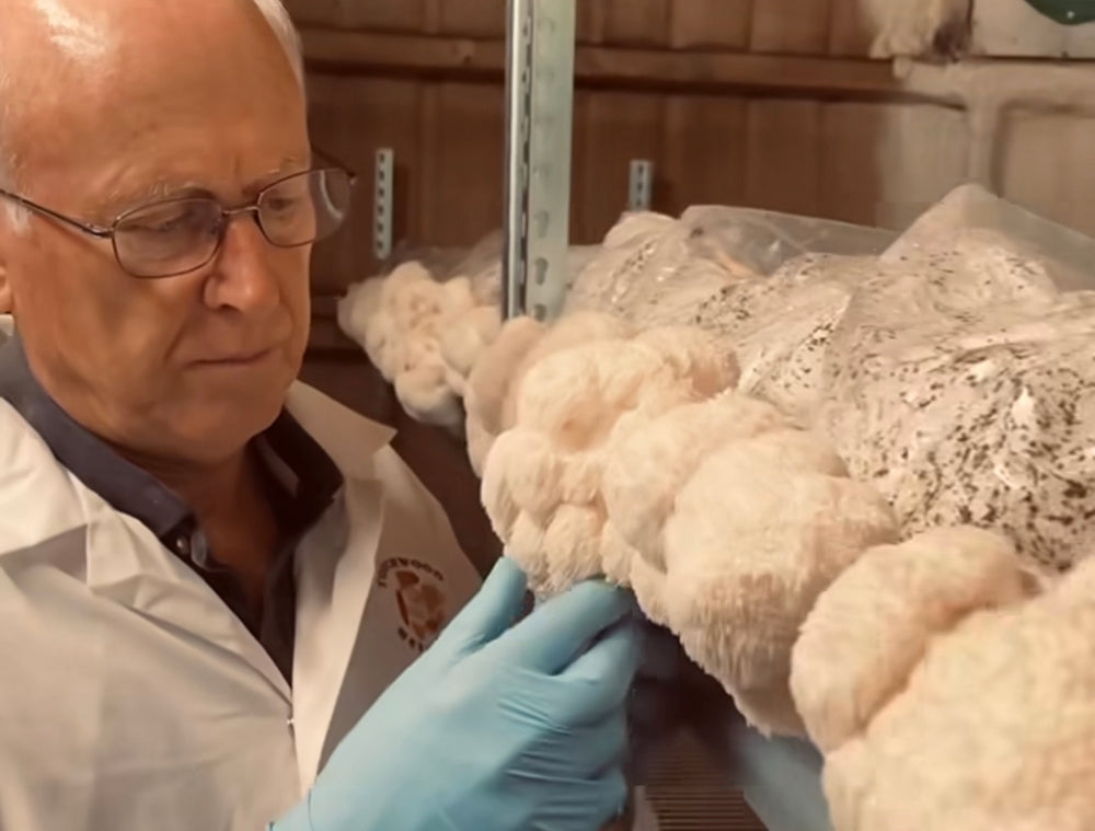Mycologist Graham Upson inspecting Lions Mane Mushrooms in the Denmark WA growing facility