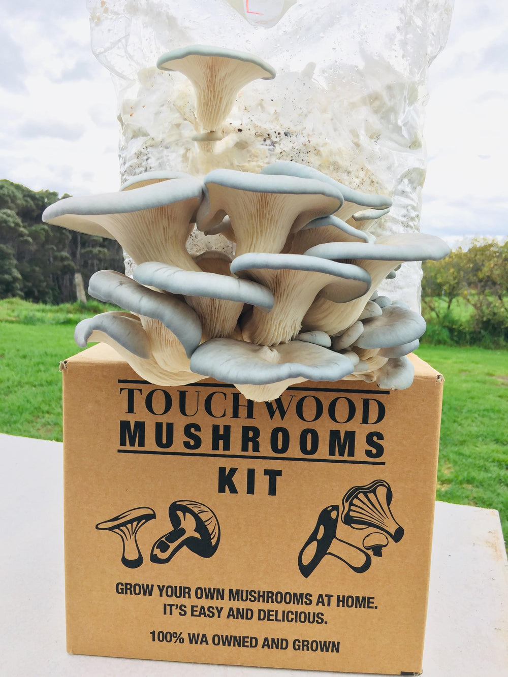 Oyster Mushroom Grow Kit (WA Only)
